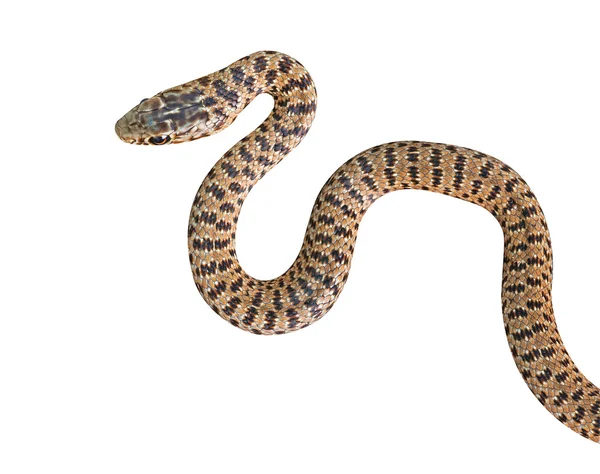 Крупный план змеи — стоковое фото
