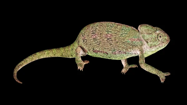 Kameleont isolerad på svart bakgrund — Stockfoto