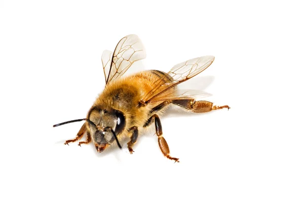 Pszczoła izolowana na białym tle — Zdjęcie stockowe