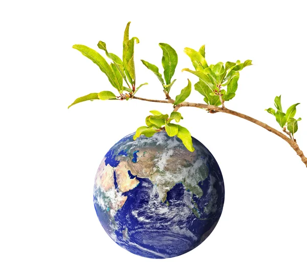 Planeet aarde als een vrucht op tak — Stockfoto