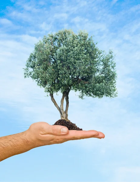 Olivovník v dlani jako symbol ochrany přírody — Stock fotografie