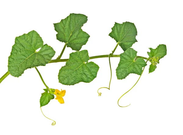Melon vine isolated on white background — Stock Photo, Image