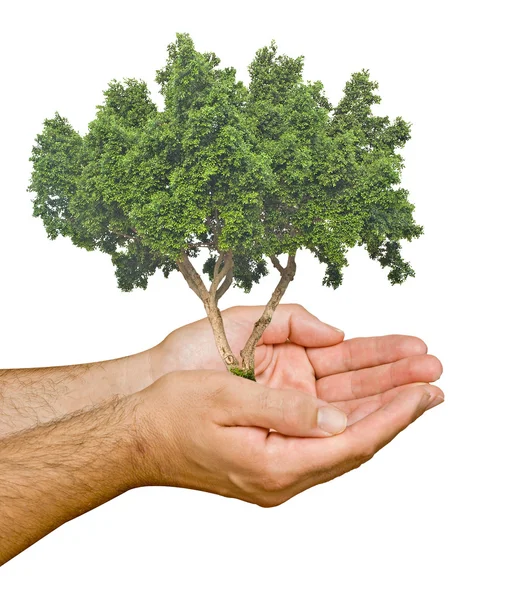 Boom in de handpalmen als een symbool van bescherming van de natuur — Stockfoto