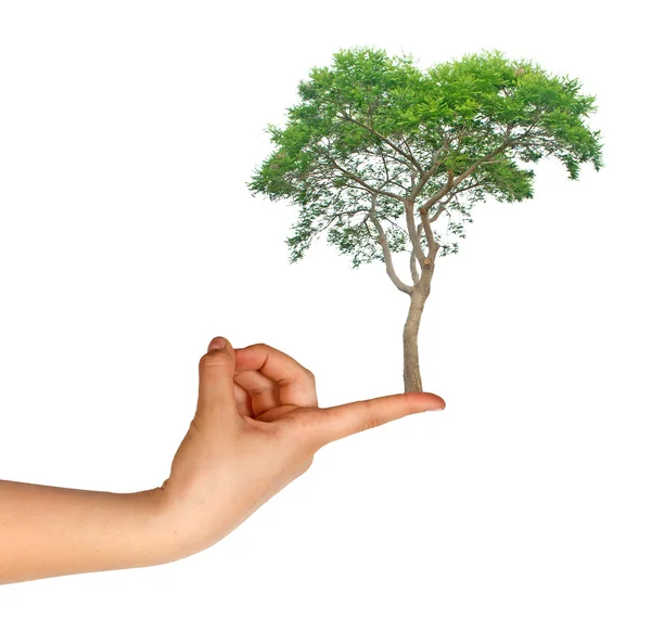 Ağaç doğa koruma sembolü olarak parmak üzerinde — Stok fotoğraf