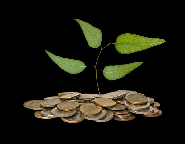 Tree seedling growing from pile of coins — Stock Photo, Image