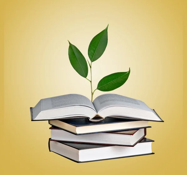 Açık bir kitap büyüyen ağaç fidan — Stok fotoğraf
