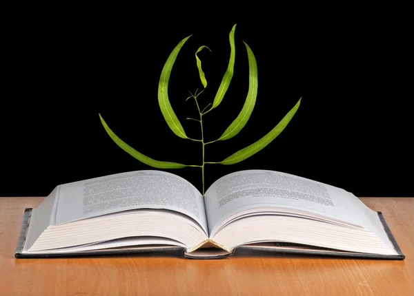 Piantina d'albero che cresce da un libro aperto — Foto Stock