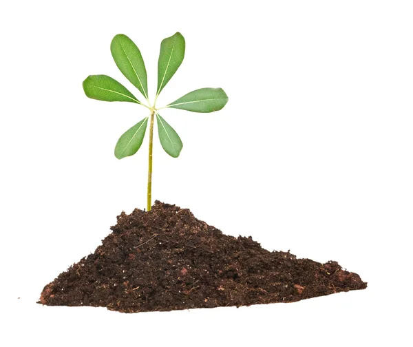 Plantan växer från marken — Stockfoto