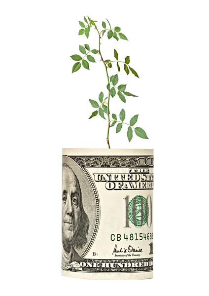 Rose growing from dollar bill — Stock Photo, Image
