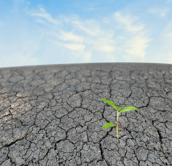 stock image Seedling growing from barren land