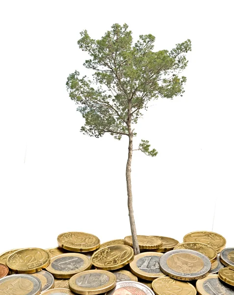 Pine tree growing from pile of coins — Stock Photo, Image