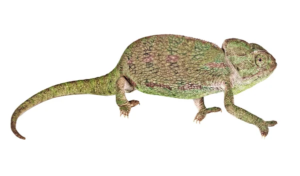 Kameleont isolerad på vit bakgrund — Stockfoto