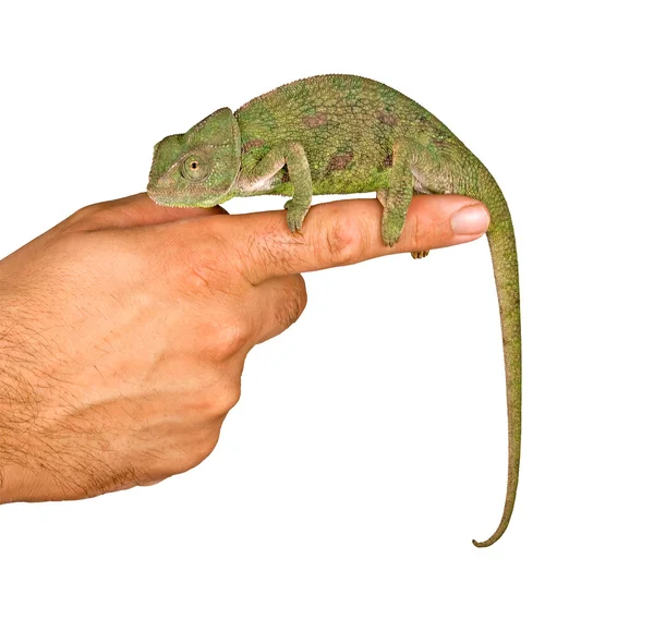 Chameleon na prst — Stock fotografie