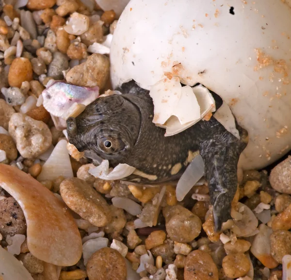 Baby soft-shell черепаха — стокове фото