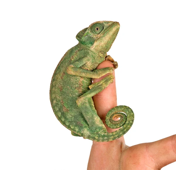 Close up de camaleão sentado nos dedos — Fotografia de Stock
