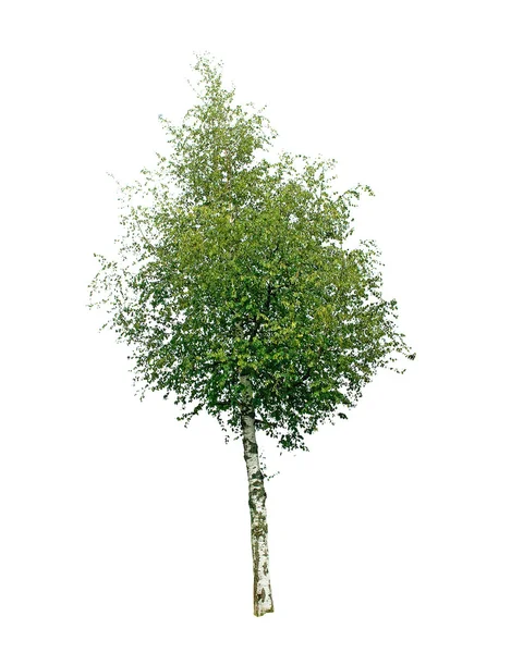 Березове дерево ізольовано на білому тлі — стокове фото