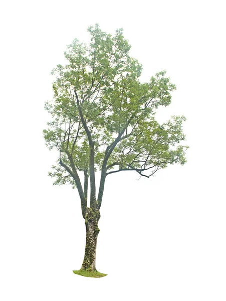 Baum isoliert auf weißem Hintergrund — Stockfoto