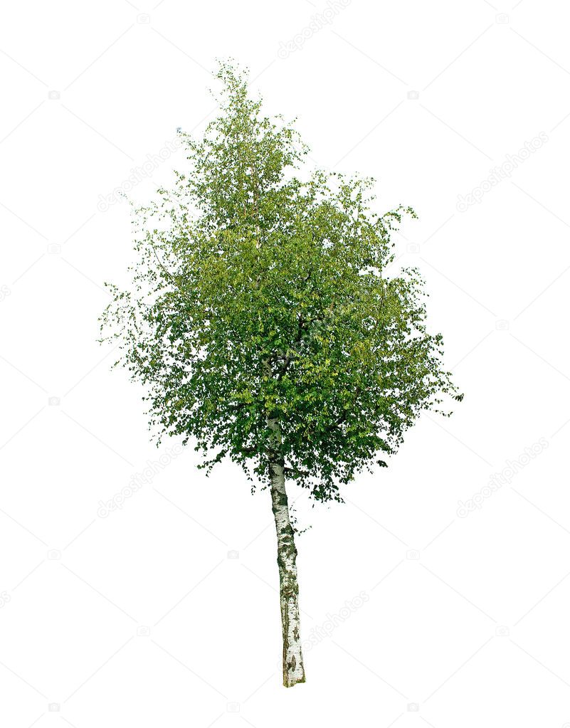 birch tree background