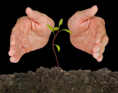 Avocado seedling protected by hands clipart