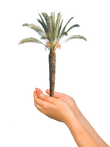 棕榈在手中 — 图库照片