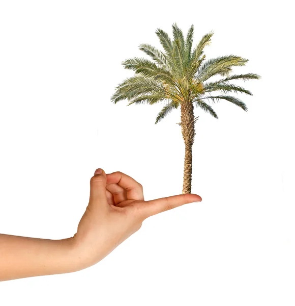 棕榈在手指上 — 图库照片