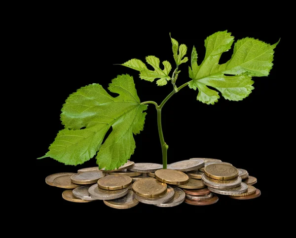 Sadzonka drzewa rosnące z stos monet — Zdjęcie stockowe