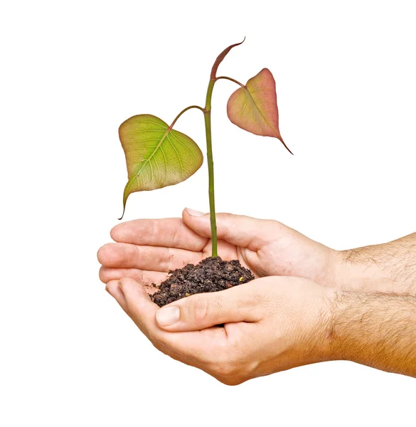 Tumbuh di telapak tangan sebagai simbol perlindungan alam — Stok Foto