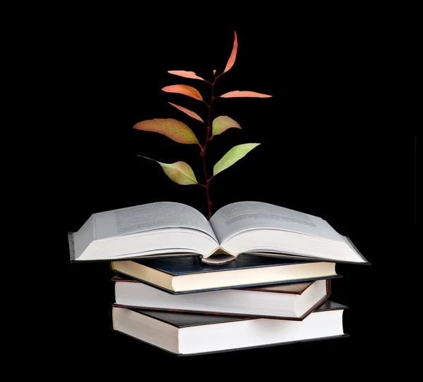 Саженцы деревьев, растущие из книги — стоковое фото