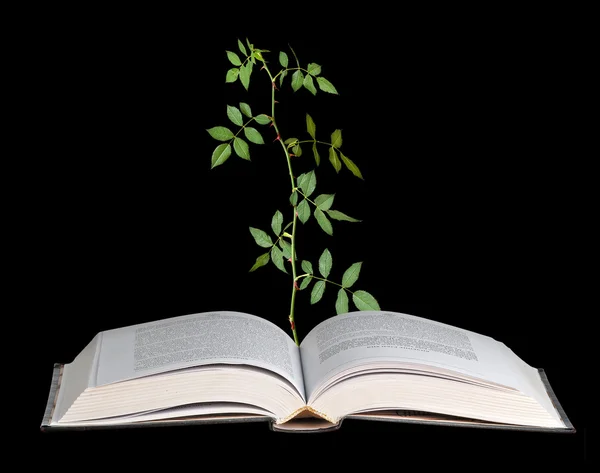 Růže semenáčků rostou z otevřené knihy — Stock fotografie