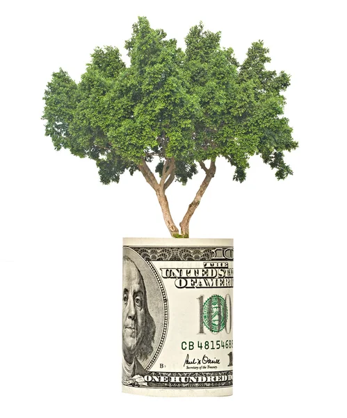 stock image Tree growing from dollar bill