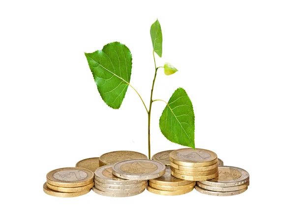 Tree seedling growing from pile of coins — Stock Photo, Image