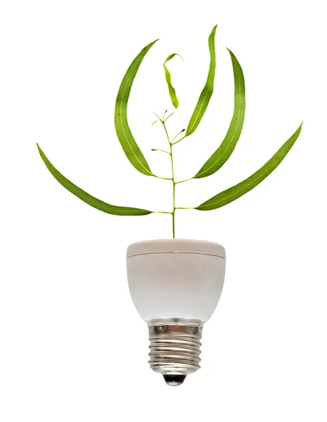 Tree seedling growing from base of fluorescent lamp — Stock Photo, Image