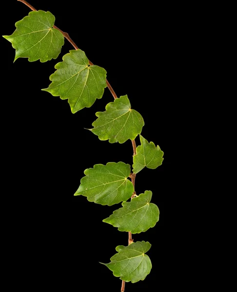 Vine isolated on black background — Stock Photo, Image