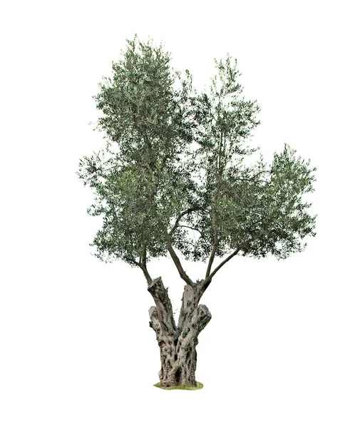 橄榄树在白色背景上孤立 — 图库照片