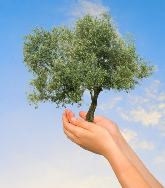 Árvore de azeitona em mãos como um símbolo da proteção de natureza — Fotografia de Stock