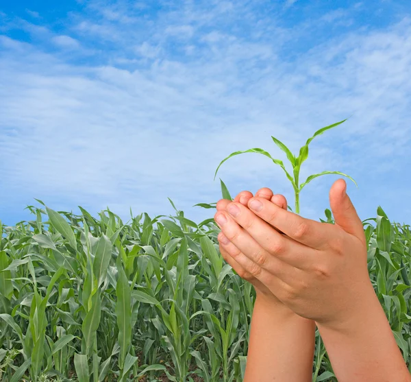 Presentera majs skjuta som en gåva av jordbruk — Stockfoto