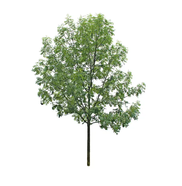 Tree isolated on white background — Stock Photo, Image