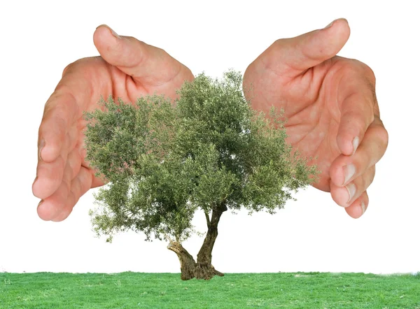 Olivträd som skyddas av händer — Stockfoto