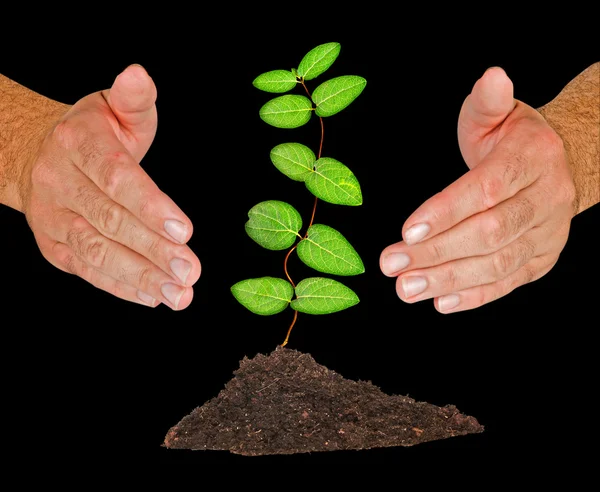 Vine protected by hands — Stock Photo, Image