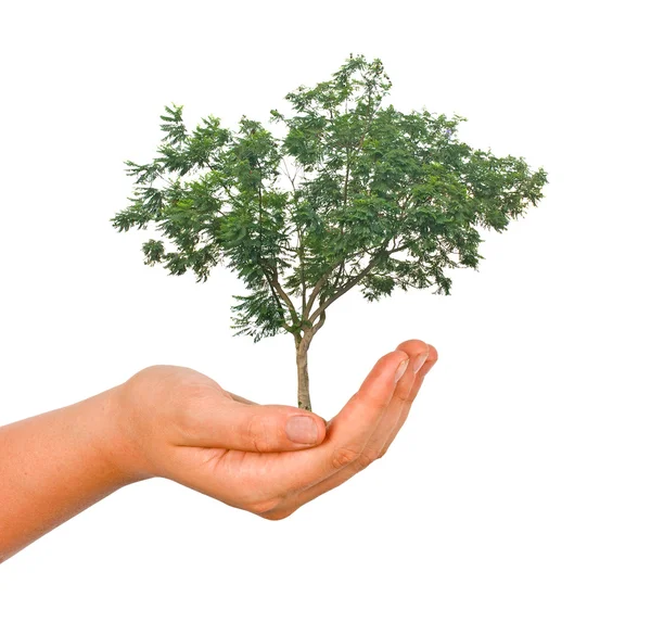 Palma con un árbol — Foto de Stock