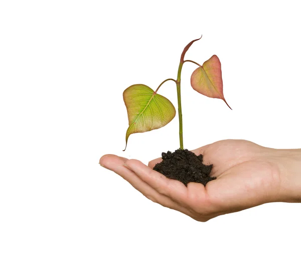 Sprout in palm as a symbol of nature protection — Stock Photo, Image