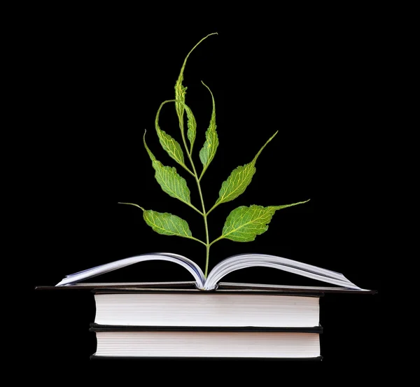 Sämling wächst aus einem offenen Buch — Stockfoto