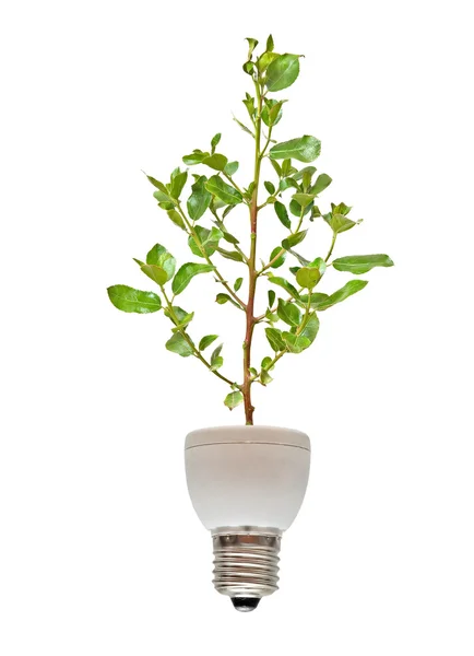 Baum wächst aus Basis der Leuchtstofflampe — Stockfoto