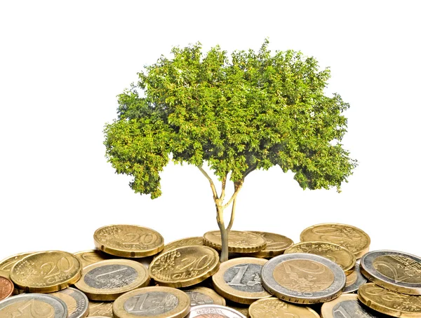 stock image Tree growing from pile of coins