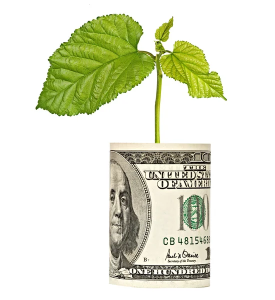 Tree shoot growing from dollar bill — Stock Photo, Image