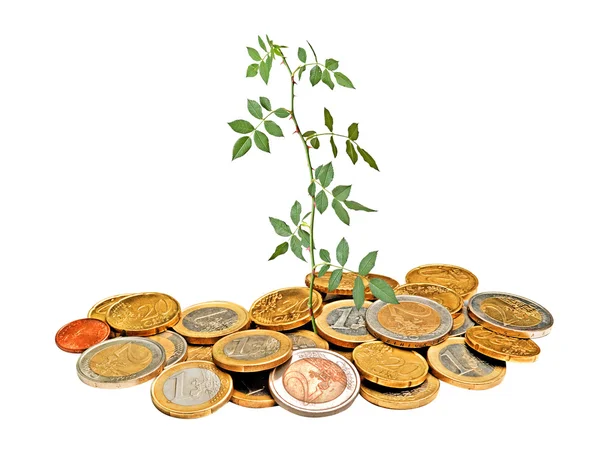 Rose growing from pile of coins — Stock Photo, Image