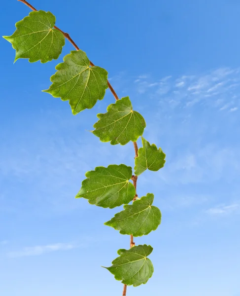 Branch on sky background — Stock Photo, Image
