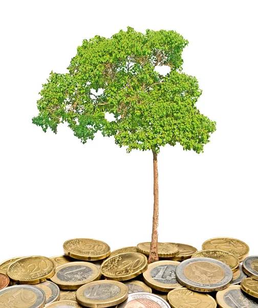 Árbol que crece de la pila de monedas — Foto de Stock