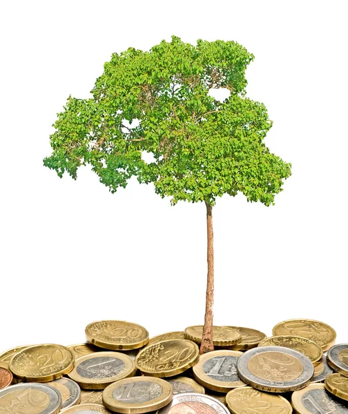 stock image Tree growing from pile of coins