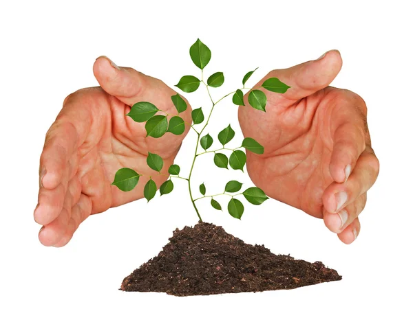 Tree seedling protected by hands — Stock Photo, Image